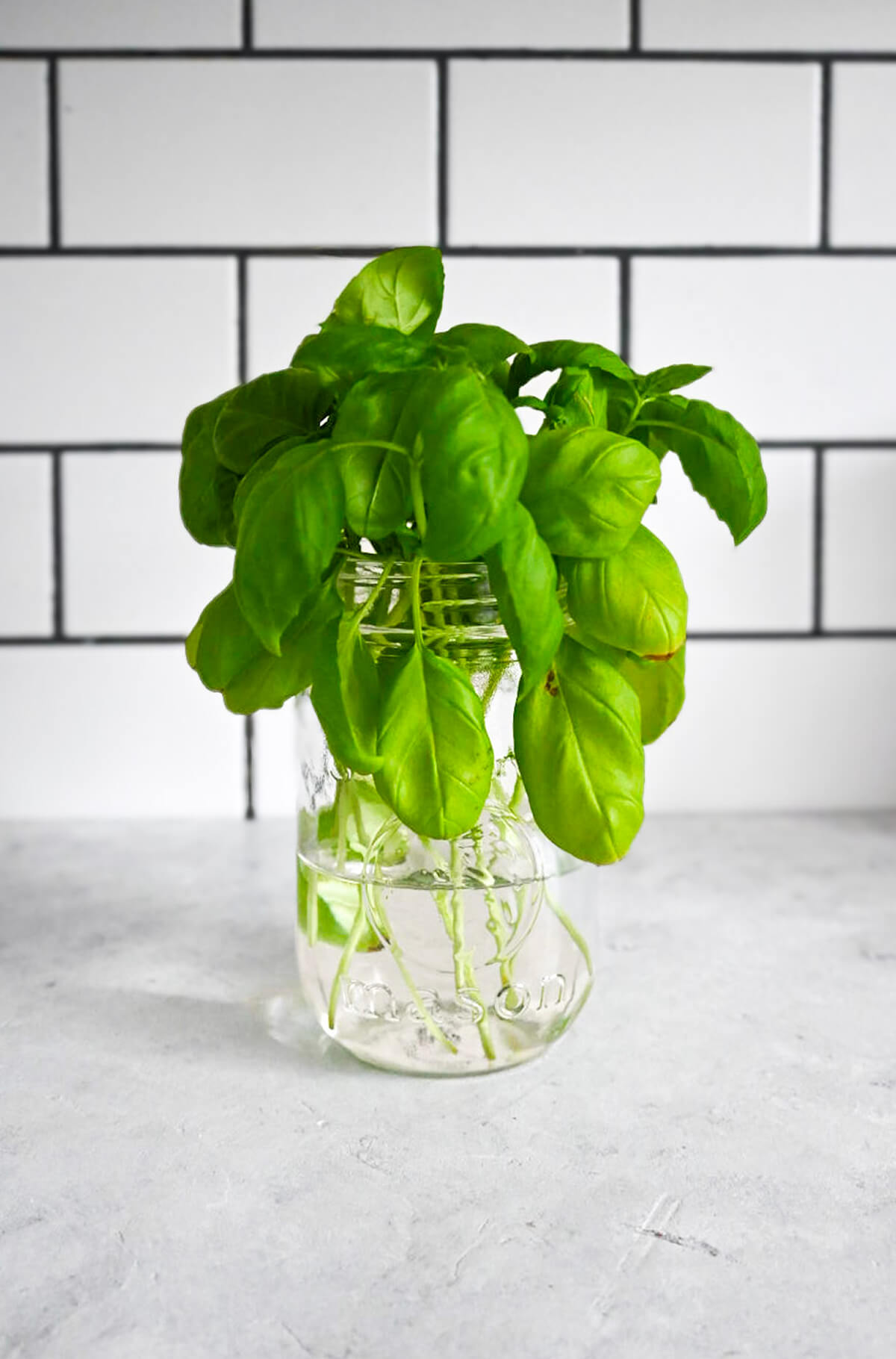 Un pot mason avec du basilic, sur un fond blanc marbré.